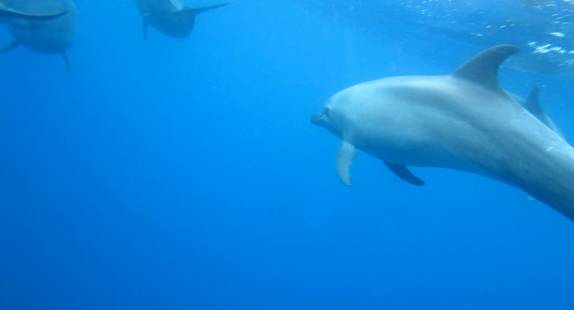 Golfinhos acompanham nosso bote após mergulho em Darwin, em Galápagos (fotos retiradas de vídeos de Maria Edwards)